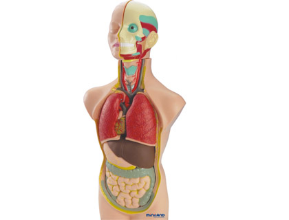[99020] JUEGO MINILAND ANATOMIA HUMANA 11 PIEZAS 50 CM