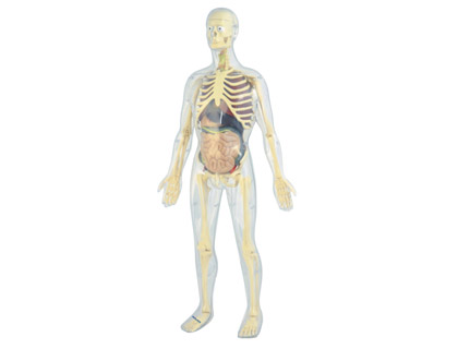 [99060] JUEGO MINILAND ANATOMIA HUMANA 45 PIEZAS 56 CM